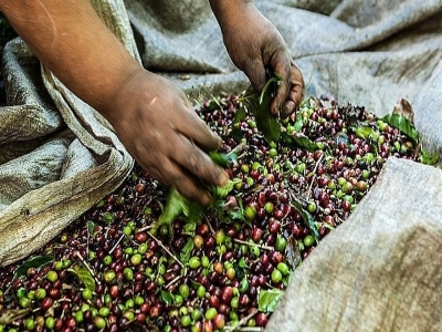 CPT Minas Gerais lança Nota de apoio às Fiscalizações do Trabalho durante a colheita de café no Sul de Minas Gerais
