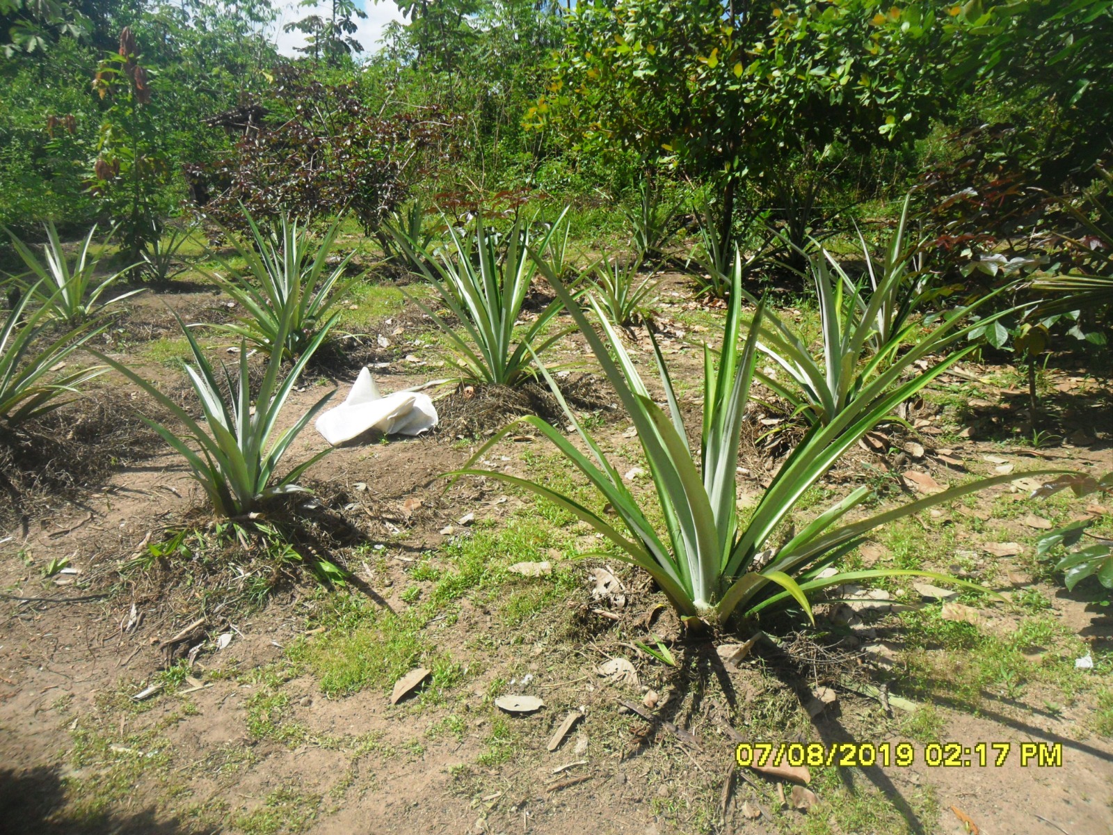 Cultivo de abacaxi