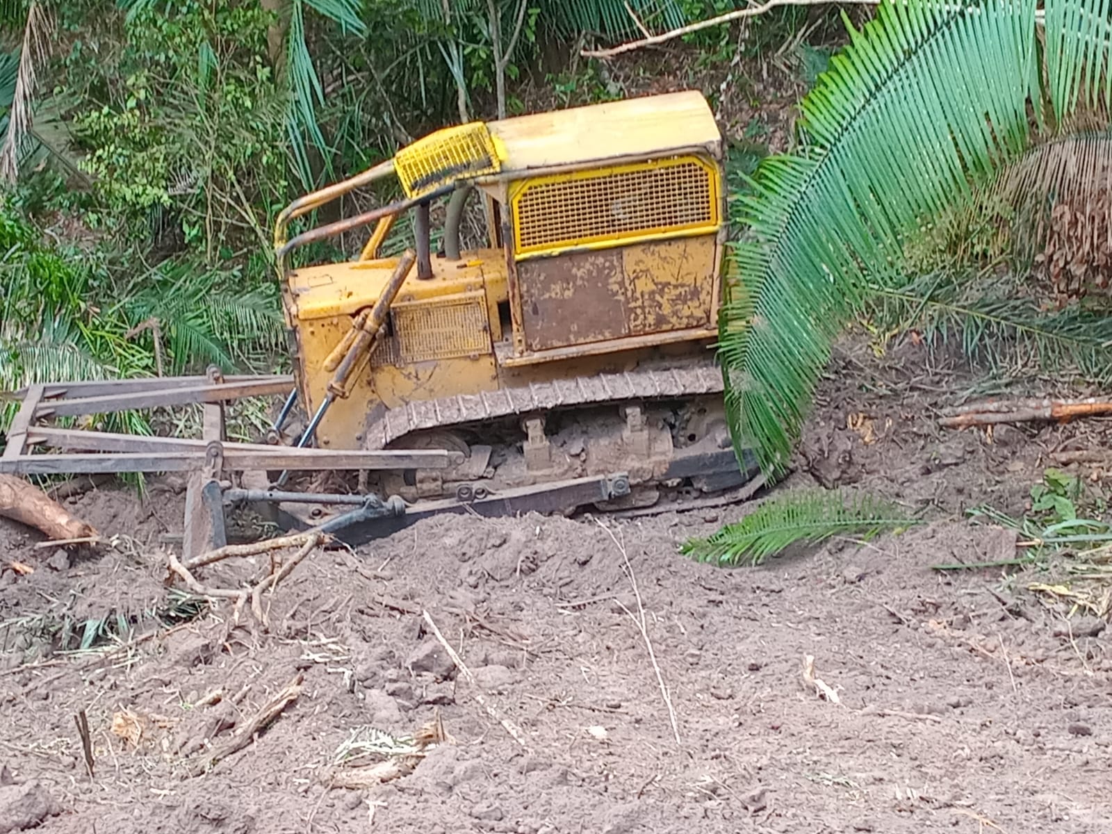 Trator desmatando comunidade Coruja, Território Campestre. Crédito: imagem registrada pela comunidade