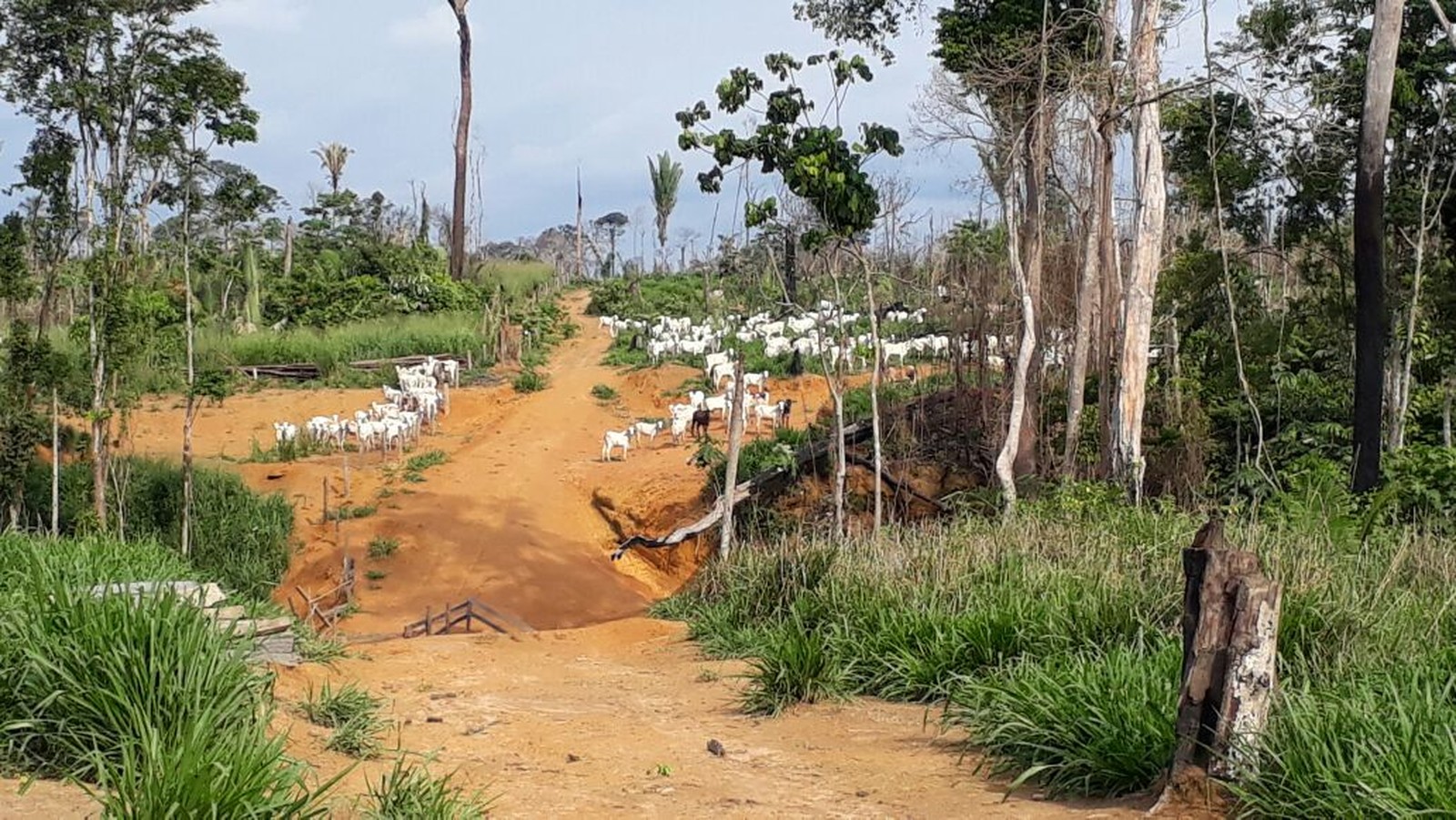 Pecuária de grande extensão invadiu Resex Jaci-Paraná. (Foto: Luiz Martins/Rede Amazônica)
