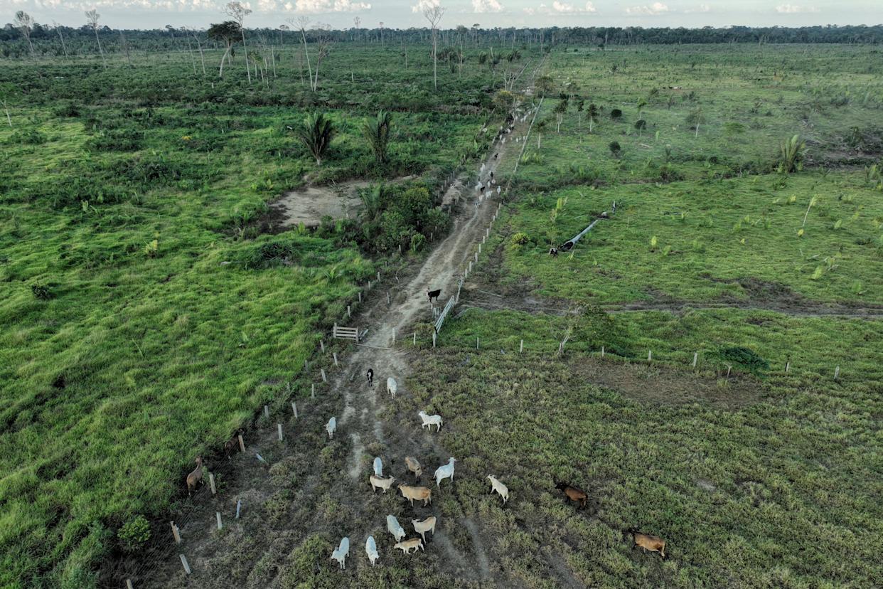 Gado caminha por uma área desmatada ilegalmente em uma reserva extrativista perto de Jaci-Paraná, estado de Rondônia, Brasil, 12 de julho de 2023. (AP Photo/Andre Penner, Arquivo)