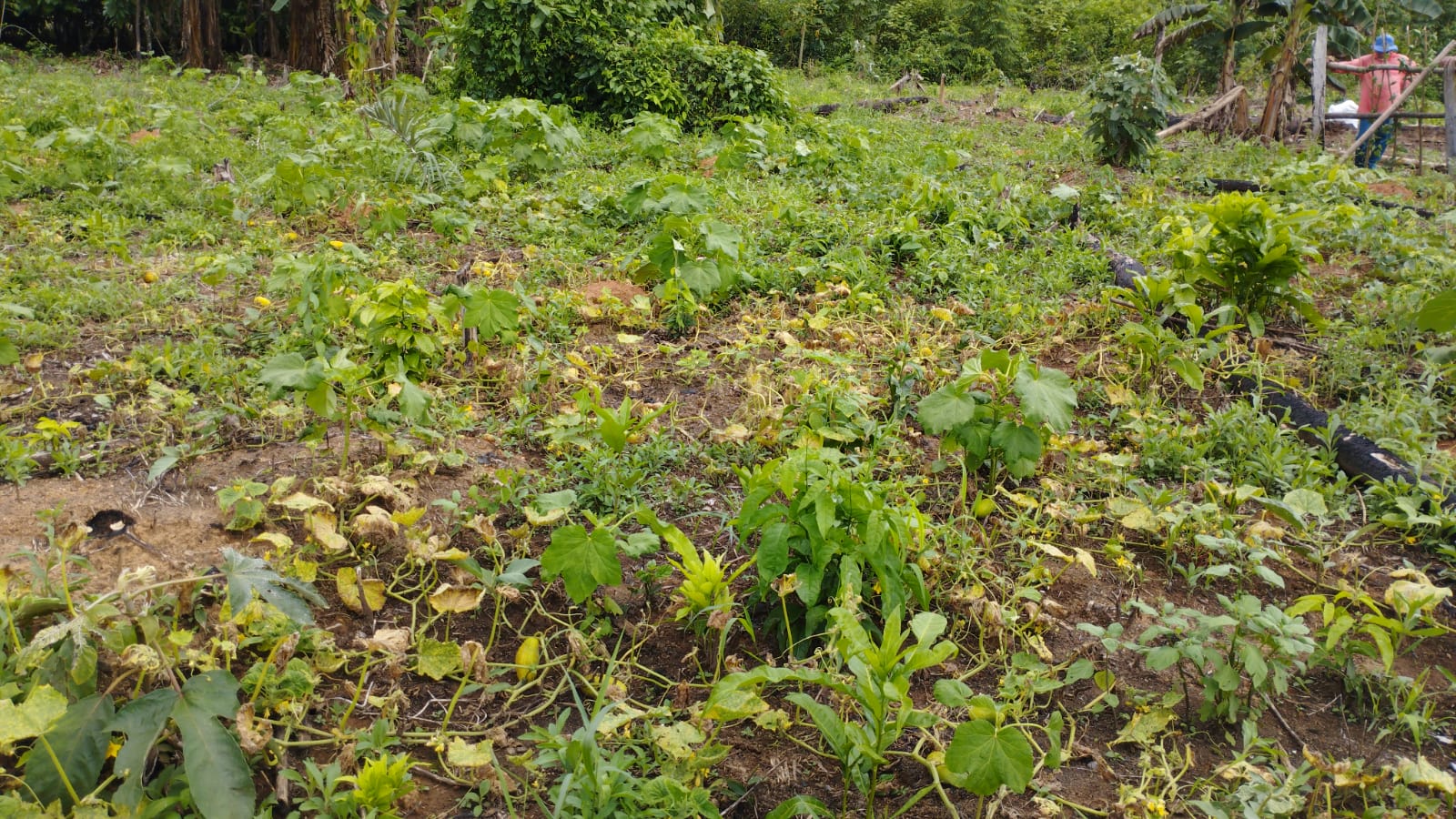 Plantação de abóbora atacada por agrotóxicos em São Félix do Xingu/PA