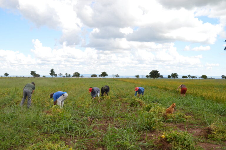 Um novo lugar para a agricultura