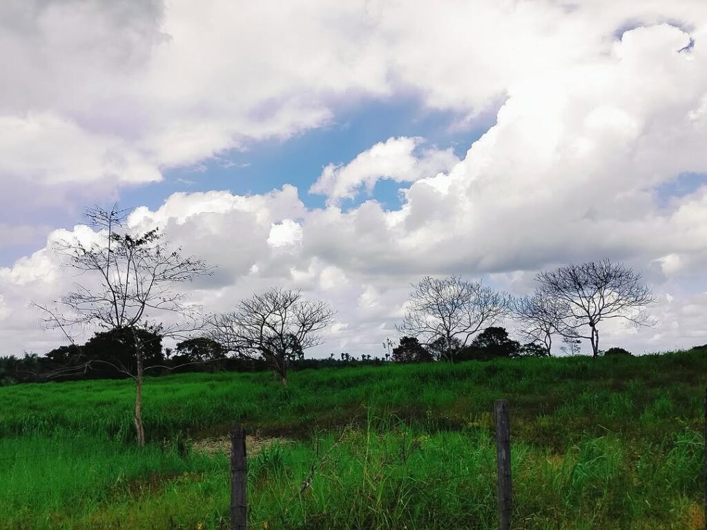 O Povo Akroá Gamella denuncia que a pulverização de veneno atingiu indígenas, inclusive crianças e pessoas idosas, além das casas, árvores e plantações dos quintais e fontes de água. Foto: registro da comunidade