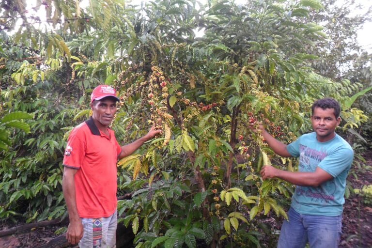 Pequenos agricultores e agricultoras já ocupam a área há 30 anos, de forma pacífica e com produção de alimentos. Foto: Projeto de Assentamento Pau d'Arco, distrito de Abunã, Porto Velho, Rondônia