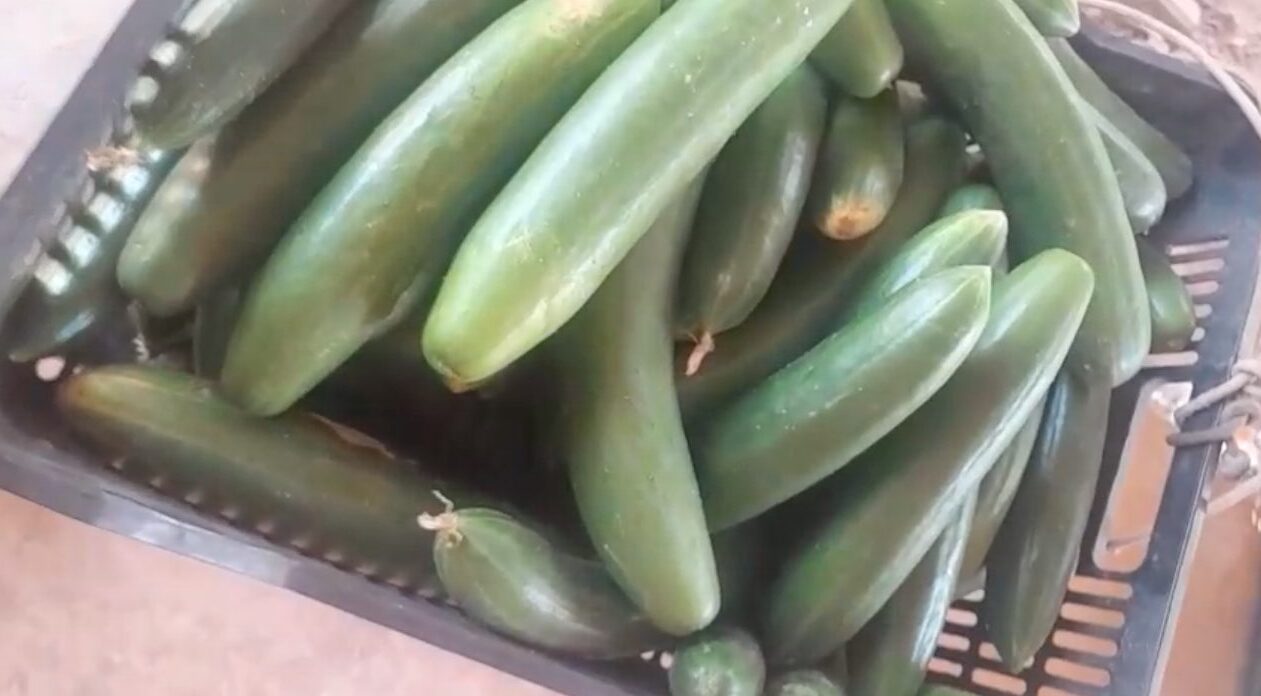 No Seringal Belmont, em Porto Velho (RO), as famílias produzem e comercializam alimentos de qualidade, mas ainda lutam pela posse definitiva da terra. Crédito: Imagem registrada pela comunidade
