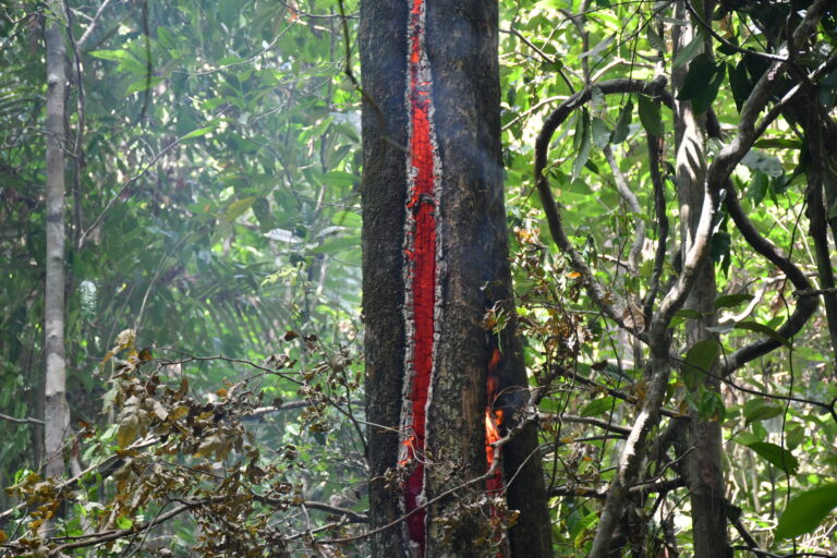 Uma das pautas da COP 30, o aumento nas emissões de carbono na floresta é causado pelo desmatamento ilegal e os incêndios criminosos que atingem principalmente as comunidades indígenas. Foto: João Paulo Guimarães