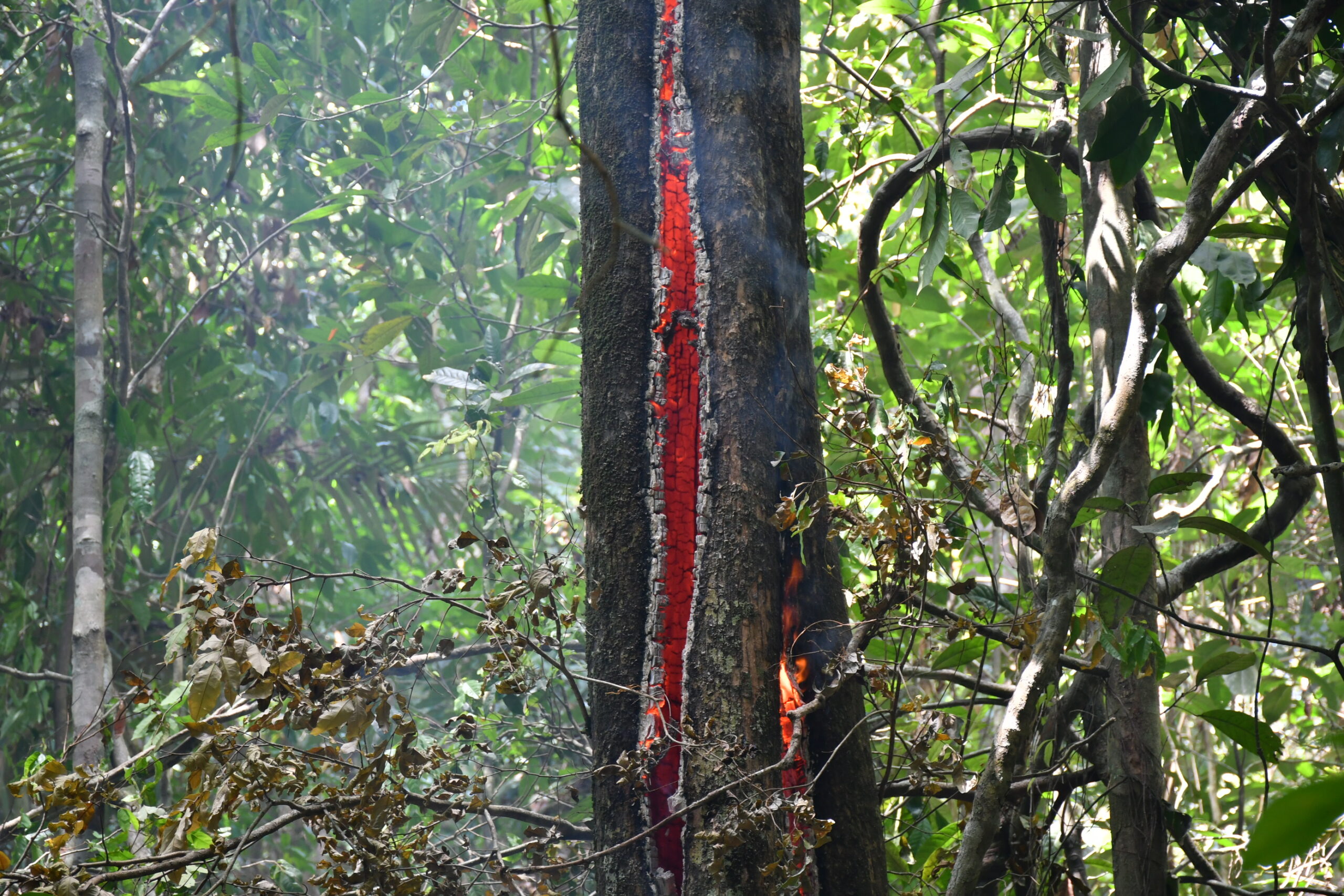 Uma das pautas da COP 30, o aumento nas emissões de carbono na floresta é causado pelo desmatamento ilegal e os incêndios criminosos que atingem principalmente as comunidades indígenas. Foto: João Paulo Guimarães