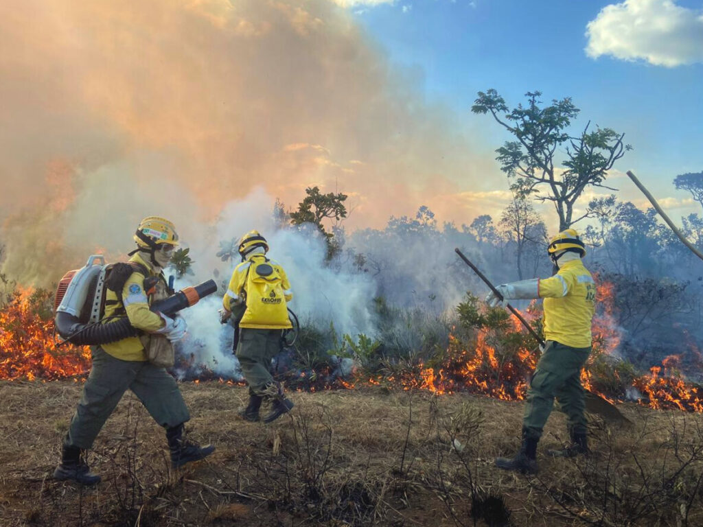 O Cerrado grita, o mundo precisa escutar