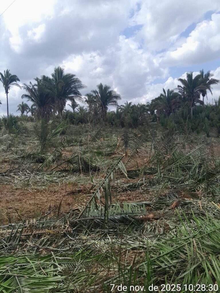DENÚNCIA: Quilombo Onça, em Santa Inês (MA), sofre nova invasão para desmatamento ilegal por fazendeiro
