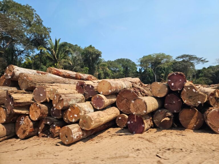 Desmatamento de madeira nativa em Machadinho do Oeste (RO). A região da Amazônia Sul Ocidental é marcada pela violência pela terra e a destruição de casas, roças e mantimentos das famílias em acampamentos. Crédito: Equipe CPT Rondônia