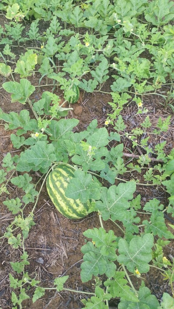 Famílias agricultoras do Seringal Belmont, em Porto Velho (RO), sobrevivem da produção de melancia cultivada na área e também da criação de galinha caipira, enquanto lutam pela regularização fundiária da área e pela justiça diante dos assassinatos, tentativas e ameaças de morte de lideranças. Crédito: registro da comunidade