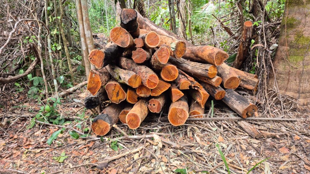 Comunidade São Francisco, em Timbiras (MA), denuncia extração ilegal de madeira dentro do próprio território 