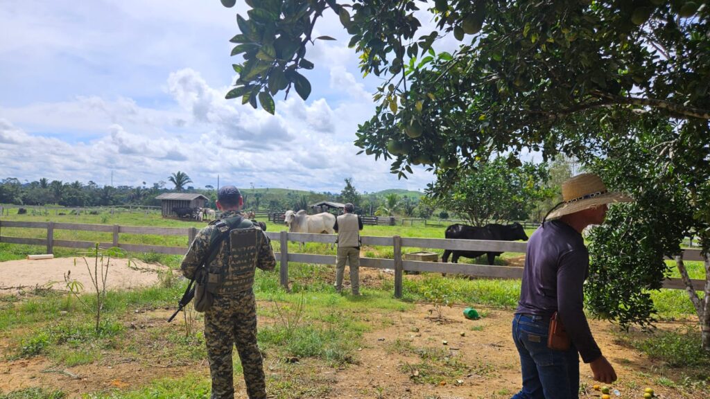 Criada para proteger a floresta e garantir os direitos das populações tradicionais, a Resex se tornou um dos principais símbolos da pressão da grilagem e da pecuária sobre áreas protegidas na Amazônia. Foto: CPT Rondônia