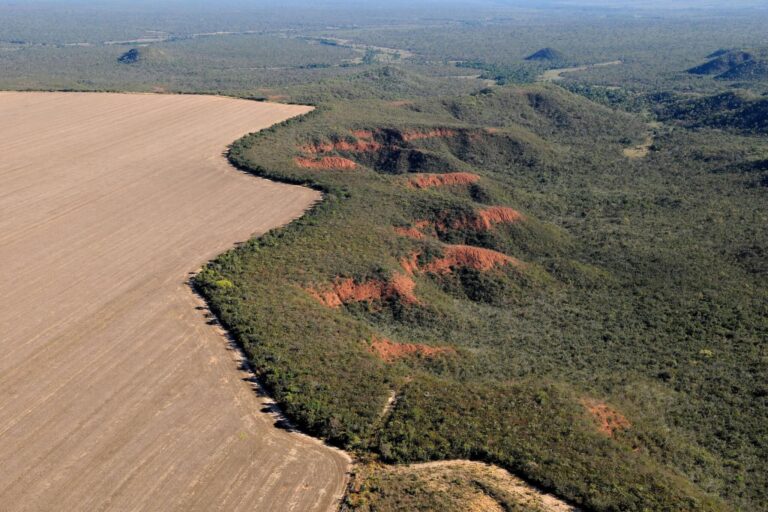 A Plataforma Socioambiental também analisa o desmatamento em biomas como o Cerrado, que em 2023, pela primeira vez, foi mais devastado que a Amazônia, de acordo com o Relatório Anual do Desmatamento (RAD). Foto: Adriano Gambarini/WWF Brasil