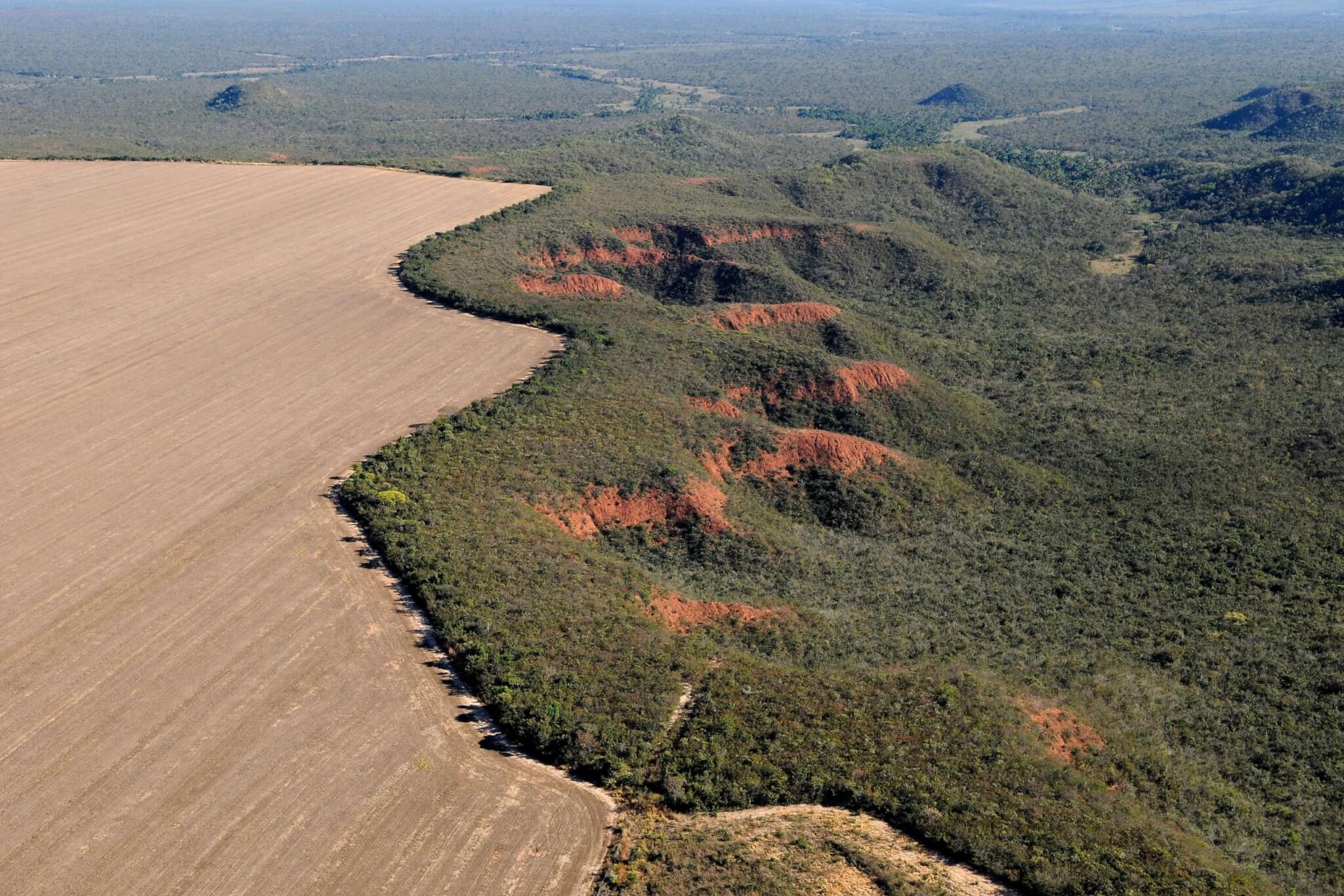A Plataforma Socioambiental também analisa o desmatamento em biomas como o Cerrado, que em 2023, pela primeira vez, foi mais devastado que a Amazônia, de acordo com o Relatório Anual do Desmatamento (RAD). Foto: Adriano Gambarini/WWF Brasil